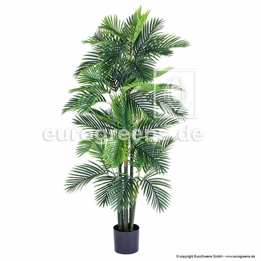 Areca betel.