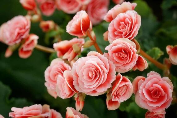 Begonia and its diseases