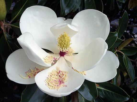 Magnolia e i suoi parassiti