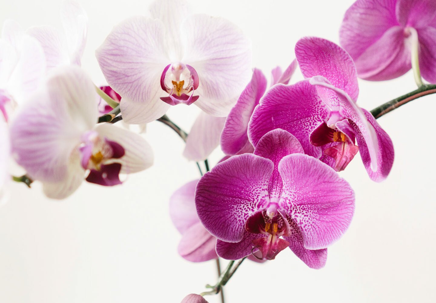 Orchidea a jej choroby