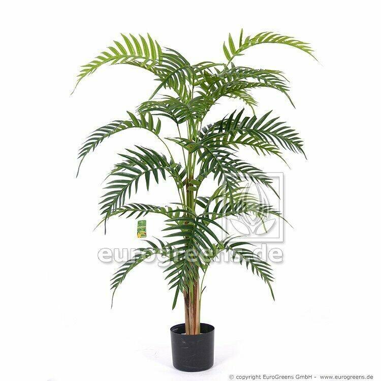 Palma Areca Royal in de maat 120 centimeter.