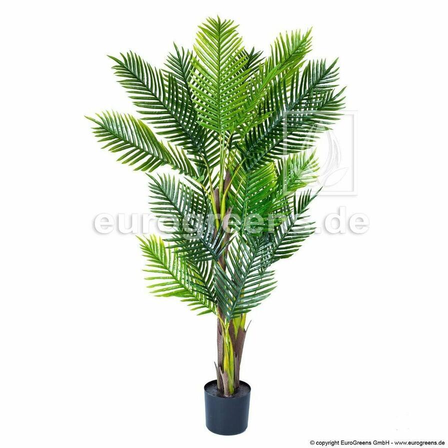 Palma Areca i storleken 170 centimeter.