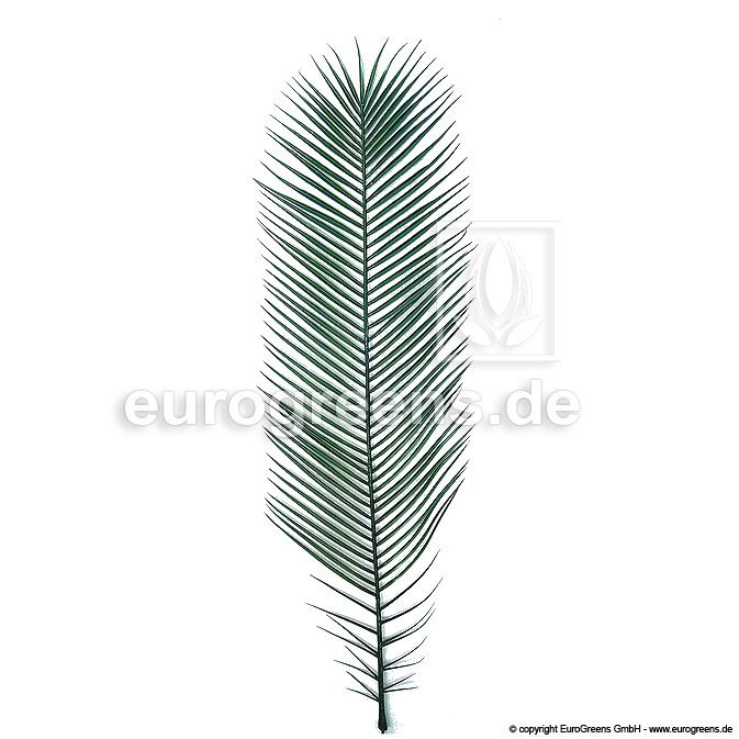 Plastový palmový list Phoenix 100 cm