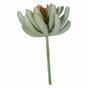 Umalá rastlina Echeveria 11 cm