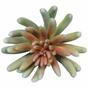 Umalá rastlina Echeveria 11 cm