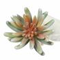 Umalá rastlina Echeveria 11 cm