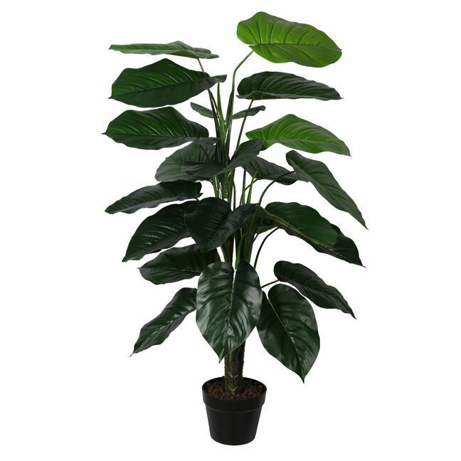 Umeá rastlina Photos 120 cm