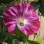 Umelá girlanda Petunia ružová 180 cm