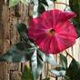 Umelá girlanda Petunia ružová 180 cm