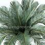 Umelá palma Cycas 90 cm