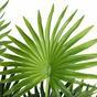 Umelá palma Livistona mini 100 cm