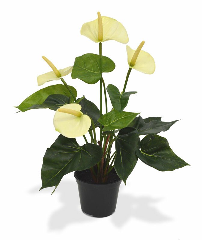 Umelá rastlina Antúria 40 cm v kvetináči - biela