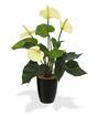 Umelá rastlina Antúria biela 40 cm