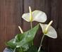 Umelá rastlina Antúria biela 40 cm