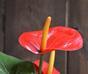 Umelá rastlina Antúria červená 40 cm