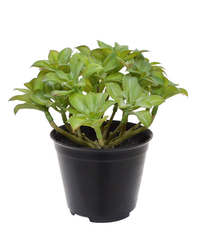 Umelá rastlina Beautertia v kvetináči 15 cm
