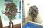 Umelá rastlina Bugénvilea Biela 120 cm