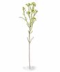 Umelá rastlina Chamelaucium uncinatum 65 cm
