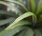 Umelá rastlina Dracéna lemovaná 50 cm