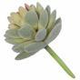 Umelá rastlina Echeveria zamatová 9,5 cm
