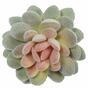 Umelá rastlina Echeveria zamatová 9,5 cm
