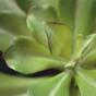 Umelá rastlina Eševéria 20 cm