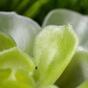 Umelá rastlina Eševéria štětinatá 10 cm
