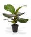 Umelá rastlina Figovník lýrovitolistý 30 cm