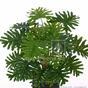 Umelá rastlina Filodendron xanadu 40 cm