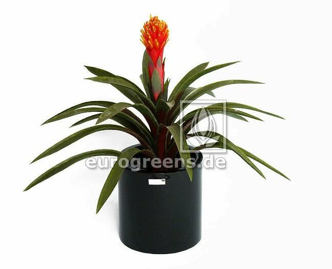 Umelá rastlina Guzmánia 65 cm