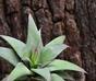 Umelá rastlina Haworthia 13 cm