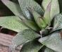 Umelá rastlina Haworthia 13 cm