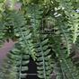 Umelá rastlina Kráľovská papraď 100 cm