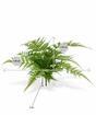 Umelá rastlina Krídelnica 30 cm