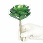 Umelá rastlina lotus Eševéria zelená 15,5 cm