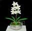 Umelá rastlina Orchidea Cymbidium krémová 50 cm