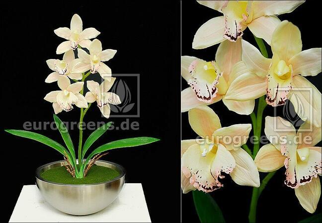 Umelá rastlina Orchidea Cymbidium smotanová 50 cm