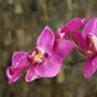 Umelá rastlina Orchidea fialová 80 cm