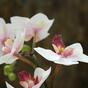 Umelá rastlina Orchidea ružová 50 cm