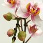Umelá rastlina Orchidea ružová 50 cm