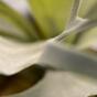 Umelá rastlina Parohovec 30 cm