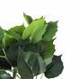 Umelá rastlina Pavinič zelený 25 cm