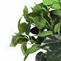 Umelá rastlina Philodendron Cordatum 45 cm