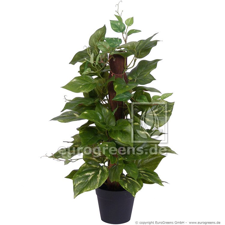 Umel rastlina potos 50 cm