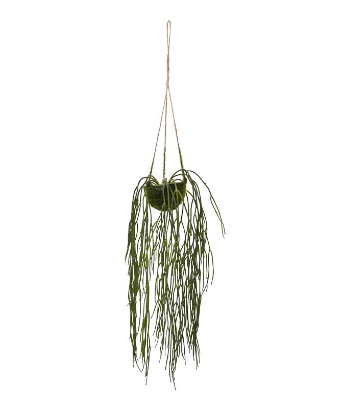 Umelá rastlina Rhipsalis Pilocarpa v závesnom košíku