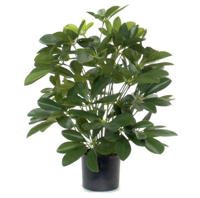 Umel rastlina eflera 50 cm