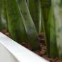 Umelá rastlina Svokrine jazyky 60 cm