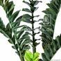 Umelá rastlina Zamiokulkas 75 cm