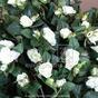 Umelá úponka Ruža biela 70 cm
