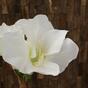 Umelá vetva Amaryllis biela 55 cm